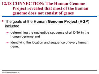 12.18 CONNECTION: The Human Genome
Project revealed that most of the human
genome does not consist of genes
 The goals of the Human Genome Project (HGP)
included
– determining the nucleotide sequence of all DNA in the
human genome and
– identifying the location and sequence of every human
gene.

© 2012 Pearson Education, Inc.

 