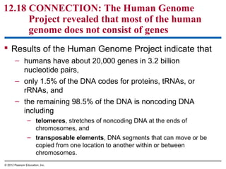 12.18 CONNECTION: The Human Genome
Project revealed that most of the human
genome does not consist of genes
 Results of the Human Genome Project indicate that
– humans have about 20,000 genes in 3.2 billion
nucleotide pairs,
– only 1.5% of the DNA codes for proteins, tRNAs, or
rRNAs, and
– the remaining 98.5% of the DNA is noncoding DNA
including
– telomeres, stretches of noncoding DNA at the ends of
chromosomes, and
– transposable elements, DNA segments that can move or be
copied from one location to another within or between
chromosomes.
© 2012 Pearson Education, Inc.

 