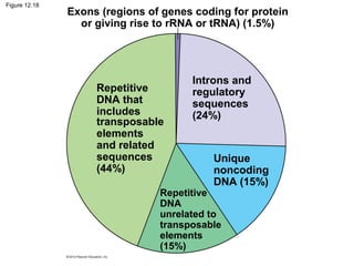 Figure 12.18

Exons (regions of genes coding for protein
or giving rise to rRNA or tRNA) (1.5%)

Repetitive
DNA that
includes
transposable
elements
and related
sequences
(44%)

Introns and
regulatory
sequences
(24%)

Unique
noncoding
DNA (15%)

Repetitive
DNA
unrelated to
transposable
elements
(15%)

 
