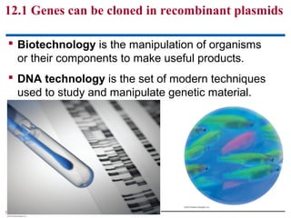 12.1 Genes can be cloned in recombinant plasmids
 Biotechnology is the manipulation of organisms
or their components to make useful products.
 DNA technology is the set of modern techniques
used to study and manipulate genetic material.

© 2012 Pearson Education, Inc.

 