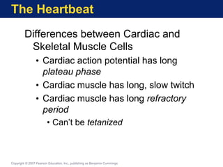 The Heartbeat
Differences between Cardiac and
Skeletal Muscle Cells
• Cardiac action potential has long
plateau phase
• Cardiac muscle has long, slow twitch
• Cardiac muscle has long refractory
period
• Can’t be tetanized
Copyright © 2007 Pearson Education, Inc., publishing as Benjamin Cummings
 