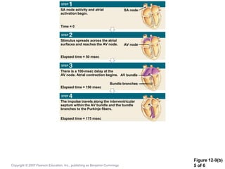 Figure 12-9(b)
5 of 6
SA node activity and atrial
activation begin.
Stimulus spreads across the atrial
surfaces and reaches the AV node.
There is a 100-msec delay at the
AV node. Atrial contraction begins.
The impulse travels along the interventricular
septum within the AV bundle and the bundle
branches to the Purkinje fibers.
Time = 0
SA node
AV node
Elapsed time = 50 msec
Elapsed time = 150 msec
AV bundle
Bundle branches
Elapsed time = 175 msec
Copyright © 2007 Pearson Education, Inc., publishing as Benjamin Cummings
 