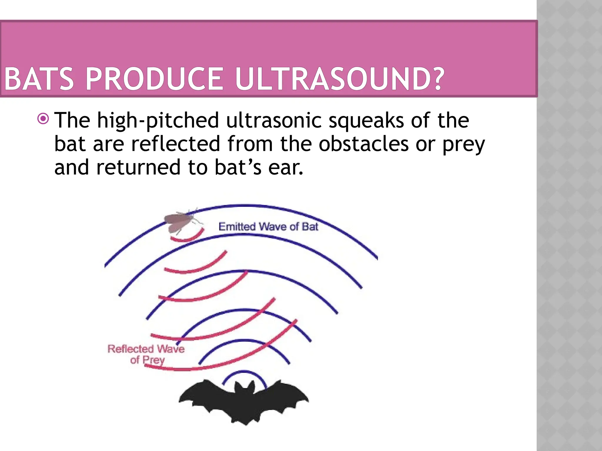 BATS PRODUCE ULTRASOUND?
 The high-pitched ultrasonic squeaks of the
bat are reflected from the obstacles or prey
and returned to bat’s ear.
 
