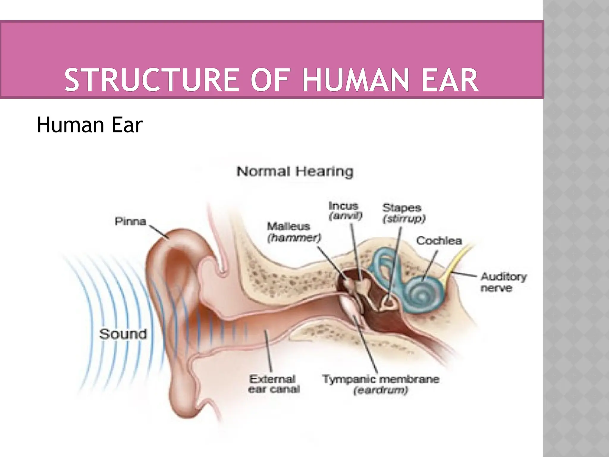 STRUCTURE OF HUMAN EAR
Human Ear
 