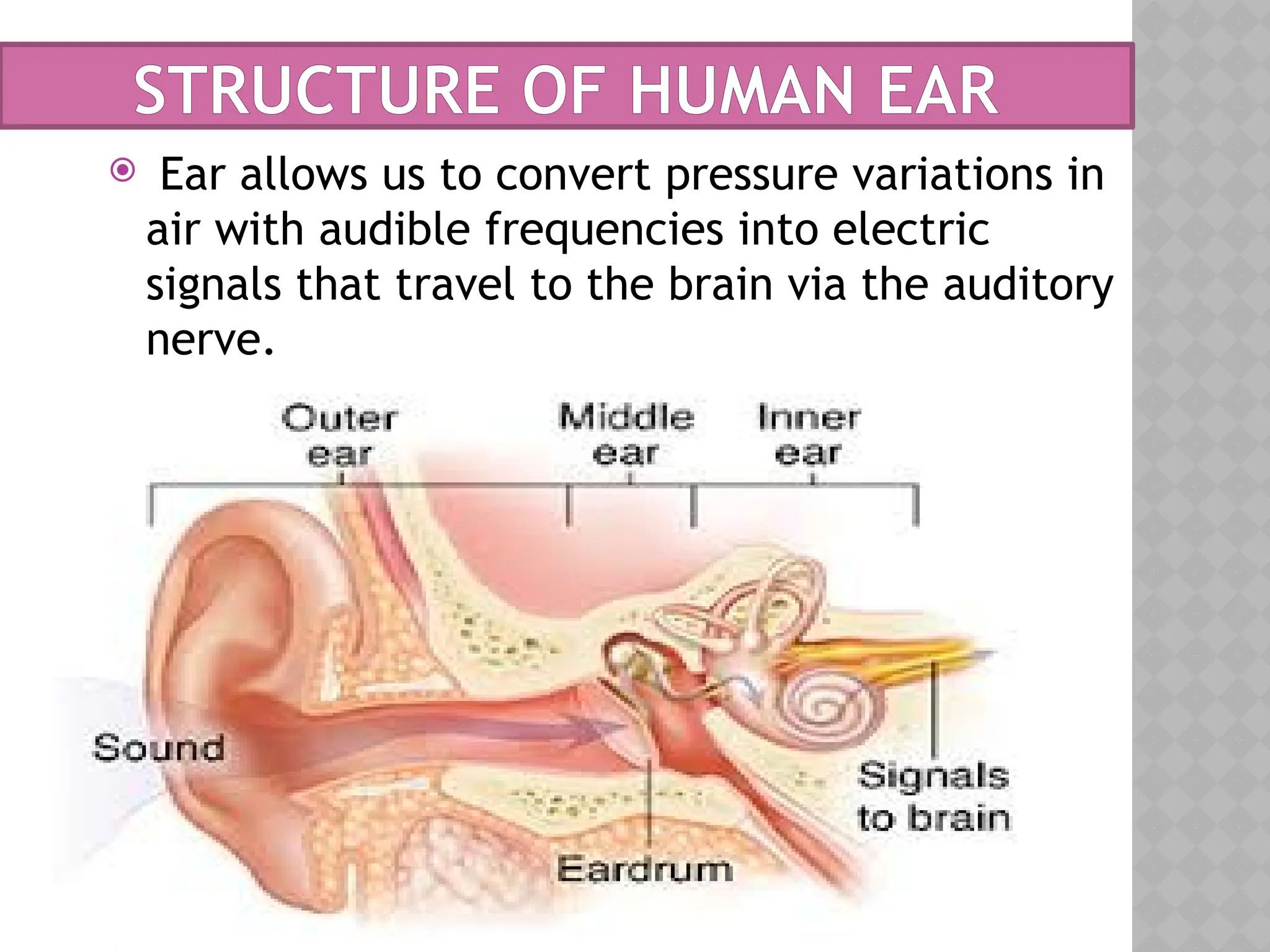  Ear allows us to convert pressure variations in
air with audible frequencies into electric
signals that travel to the brain via the auditory
nerve.
STRUCTURE OF HUMAN EAR
 