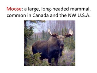 Moose: a large, long-headed mammal, common in Canada and the NW U.S.A.