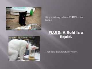 Kitty drinking radiator FLUID.... Not funny!FLUID: A fluid is a liquid.That fluid look sawfully yellow.