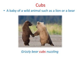 CubsA baby of a wild animal such as a lion or a bearGrizzly bear cubs nuzzling