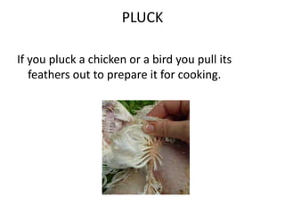 PLUCKIf you pluck a chicken or a bird you pull its feathers out to prepare it for cooking.