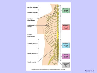 Ch 13 the peripheral nervous system and nervous activity | PPT