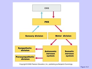 Ch 13 the peripheral nervous system and nervous activity | PPT