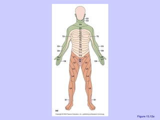 Ch 13 the peripheral nervous system and nervous activity | PPT