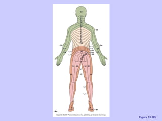 Ch 13 the peripheral nervous system and nervous activity | PPT