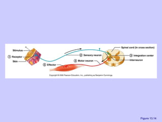 Ch 13 the peripheral nervous system and nervous activity | PPT