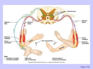 Ch 13 the peripheral nervous system and nervous activity | PPT