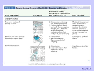 Ch 13 the peripheral nervous system and nervous activity | PPT