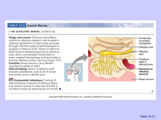 Ch 13 the peripheral nervous system and nervous activity | PPT