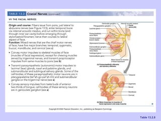 Ch 13 the peripheral nervous system and nervous activity | PPT