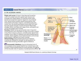 Ch 13 the peripheral nervous system and nervous activity | PPT
