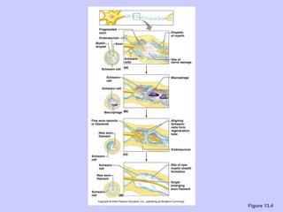 Ch 13 the peripheral nervous system and nervous activity | PPT