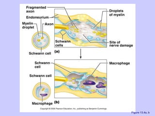Ch 13 the peripheral nervous system and nervous activity | PPT