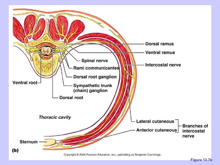 Ch 13 the peripheral nervous system and nervous activity