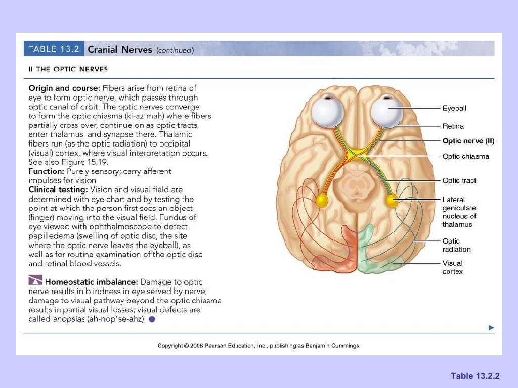 Ch 13 the peripheral nervous system and nervous activity