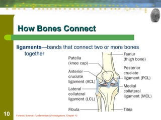 Forensic Anthropology: Understanding Human Bones in Investigations | PPT