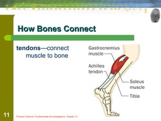 Bone Connection Forensic Anthropology: Understanding Human Bones in Investigations | PPT