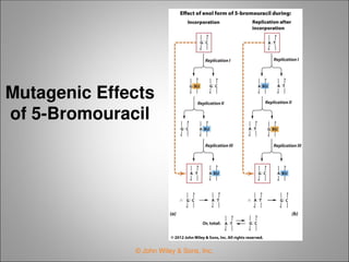 Mutation in dna of bacteria and repairss | PPT