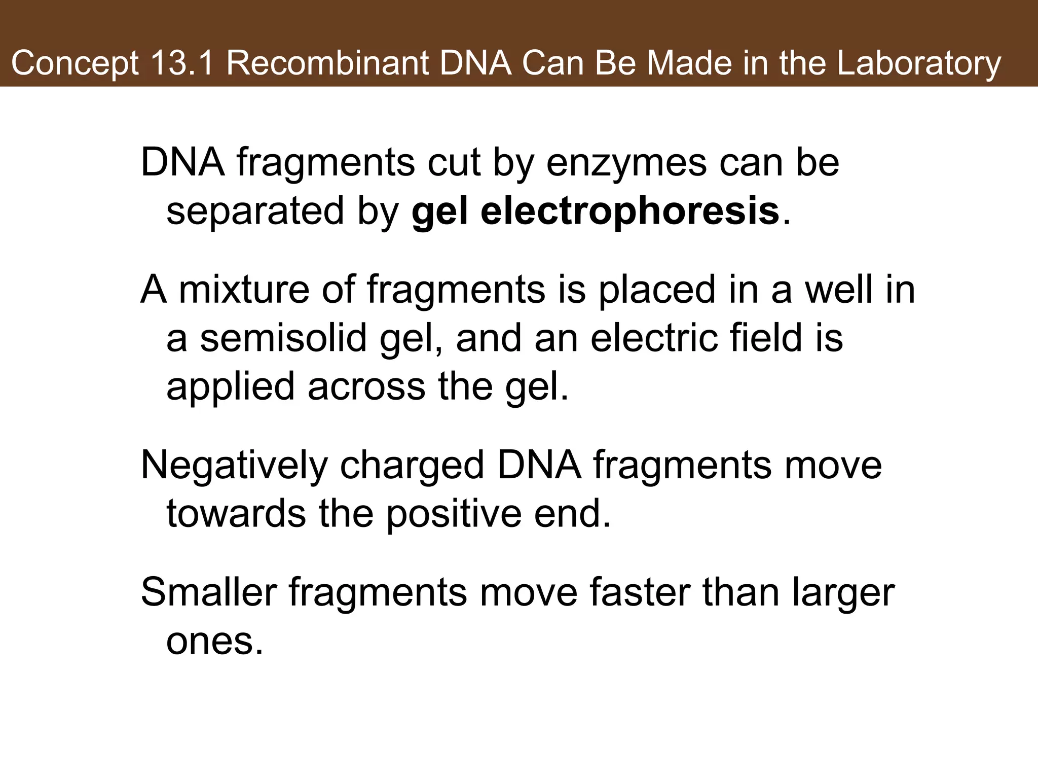 Concept 13.1 Recombinant DNA Can Be Made in the Laboratory
DNA fragments cut by enzymes can be
separated by gel electrophoresis.
A mixture of fragments is placed in a well in
a semisolid gel, and an electric field is
applied across the gel.
Negatively charged DNA fragments move
towards the positive end.
Smaller fragments move faster than larger
ones.
 