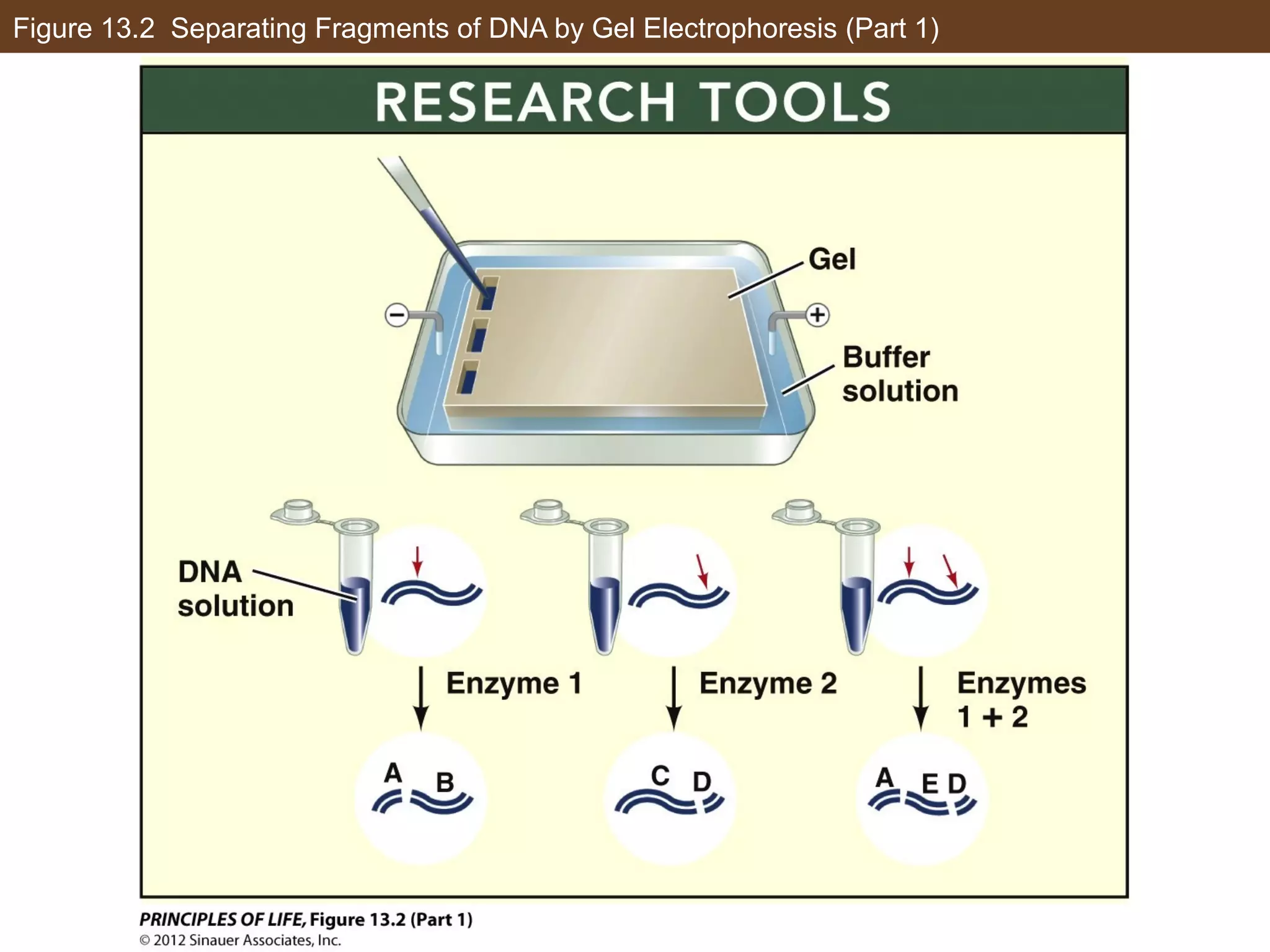Figure 13.2 Separating Fragments of DNA by Gel Electrophoresis (Part 1)
 