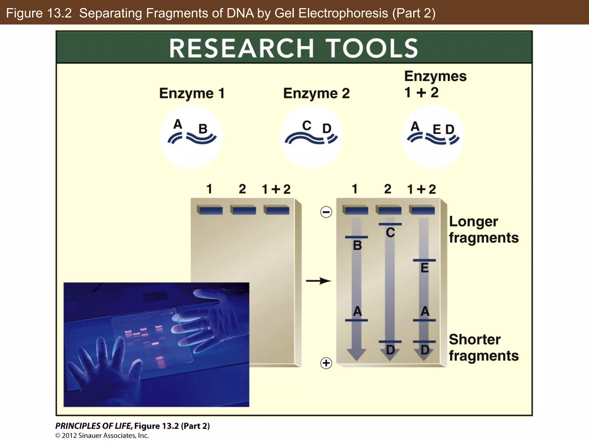 Figure 13.2 Separating Fragments of DNA by Gel Electrophoresis (Part 2)
 