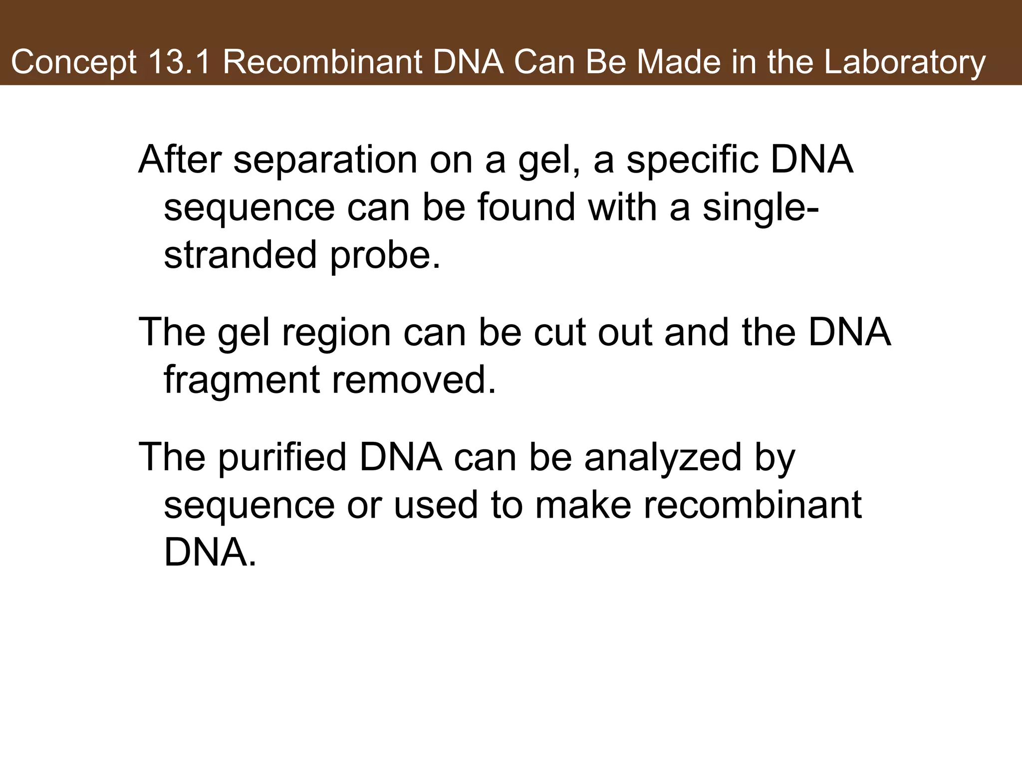 Concept 13.1 Recombinant DNA Can Be Made in the Laboratory
After separation on a gel, a specific DNA
sequence can be found with a single-
stranded probe.
The gel region can be cut out and the DNA
fragment removed.
The purified DNA can be analyzed by
sequence or used to make recombinant
DNA.
 