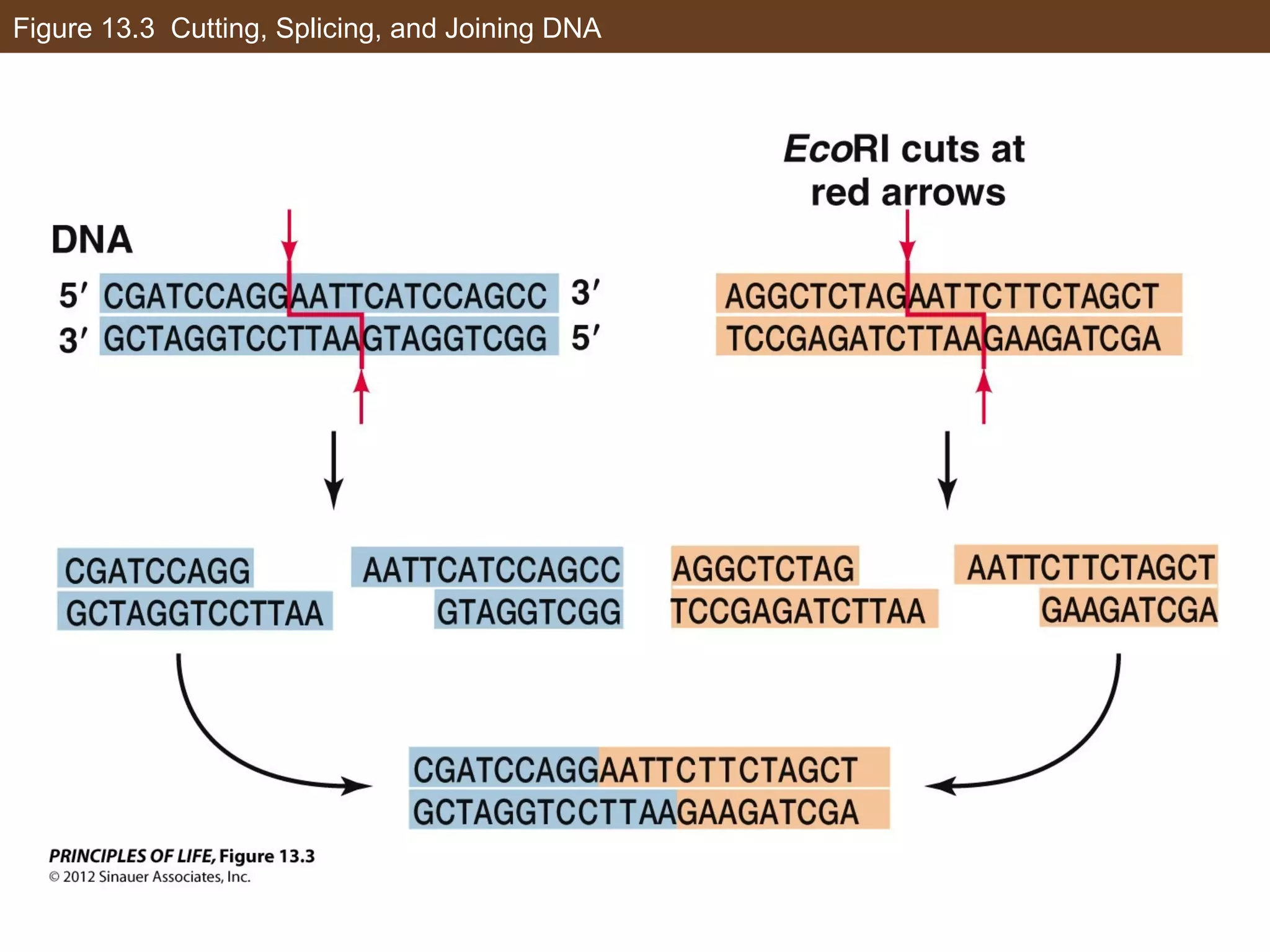 Figure 13.3 Cutting, Splicing, and Joining DNA
 