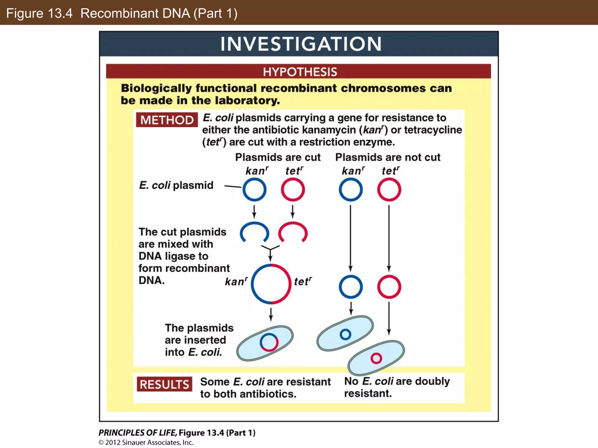 Figure 13.4 Recombinant DNA (Part 1)
 