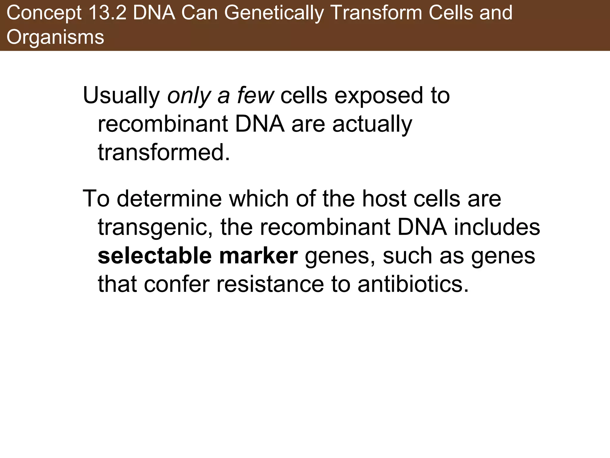 Concept 13.2 DNA Can Genetically Transform Cells and
Organisms
Usually only a few cells exposed to
recombinant DNA are actually
transformed.
To determine which of the host cells are
transgenic, the recombinant DNA includes
selectable marker genes, such as genes
that confer resistance to antibiotics.
 