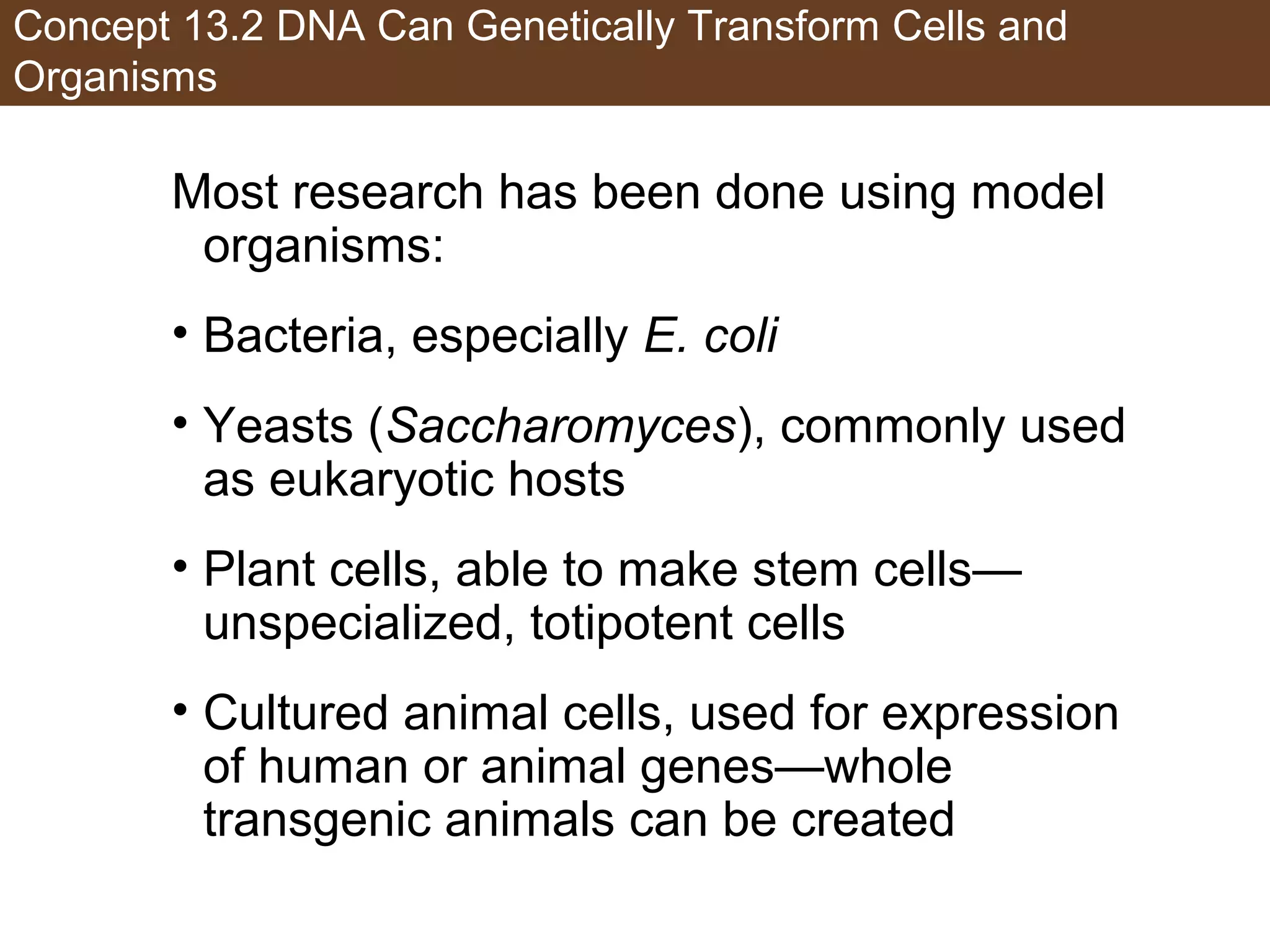 Concept 13.2 DNA Can Genetically Transform Cells and
Organisms
Most research has been done using model
organisms:
• Bacteria, especially E. coli
• Yeasts (Saccharomyces), commonly used
as eukaryotic hosts
• Plant cells, able to make stem cells—
unspecialized, totipotent cells
• Cultured animal cells, used for expression
of human or animal genes—whole
transgenic animals can be created
 