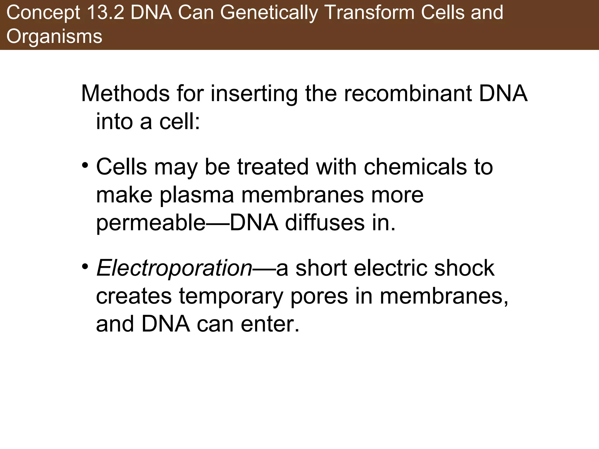 Concept 13.2 DNA Can Genetically Transform Cells and
Organisms
Methods for inserting the recombinant DNA
into a cell:
• Cells may be treated with chemicals to
make plasma membranes more
permeable—DNA diffuses in.
• Electroporation—a short electric shock
creates temporary pores in membranes,
and DNA can enter.
 