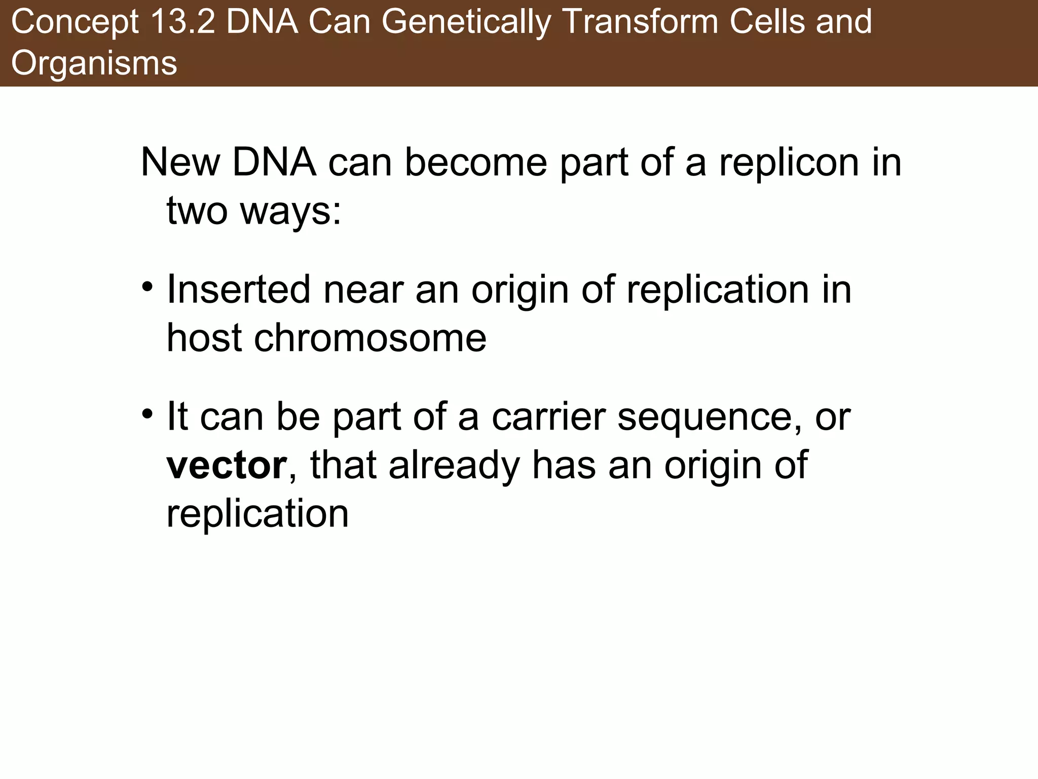 Concept 13.2 DNA Can Genetically Transform Cells and
Organisms
New DNA can become part of a replicon in
two ways:
• Inserted near an origin of replication in
host chromosome
• It can be part of a carrier sequence, or
vector, that already has an origin of
replication
 