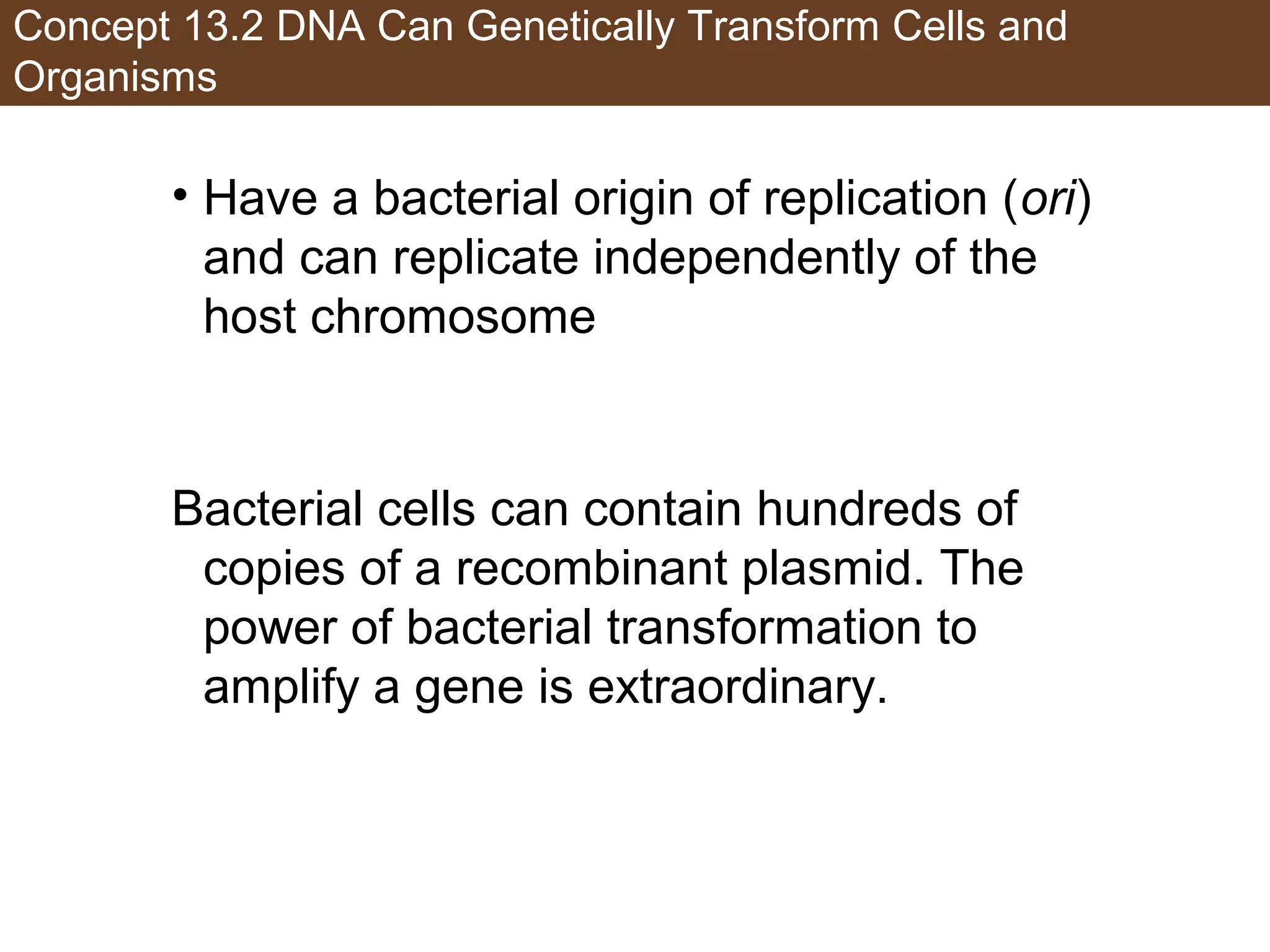Concept 13.2 DNA Can Genetically Transform Cells and
Organisms
• Have a bacterial origin of replication (ori)
and can replicate independently of the
host chromosome
Bacterial cells can contain hundreds of
copies of a recombinant plasmid. The
power of bacterial transformation to
amplify a gene is extraordinary.
 