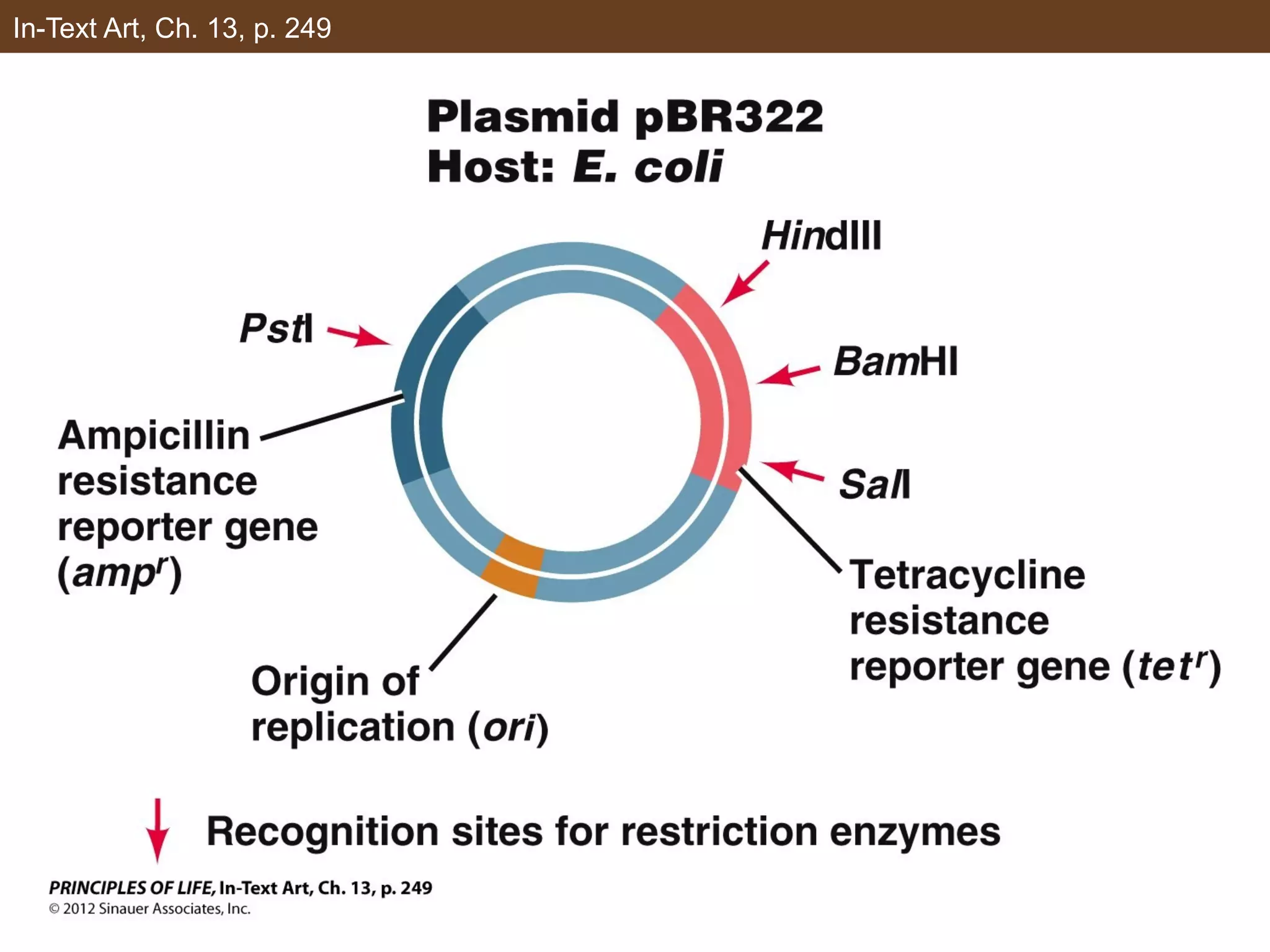 In-Text Art, Ch. 13, p. 249
 