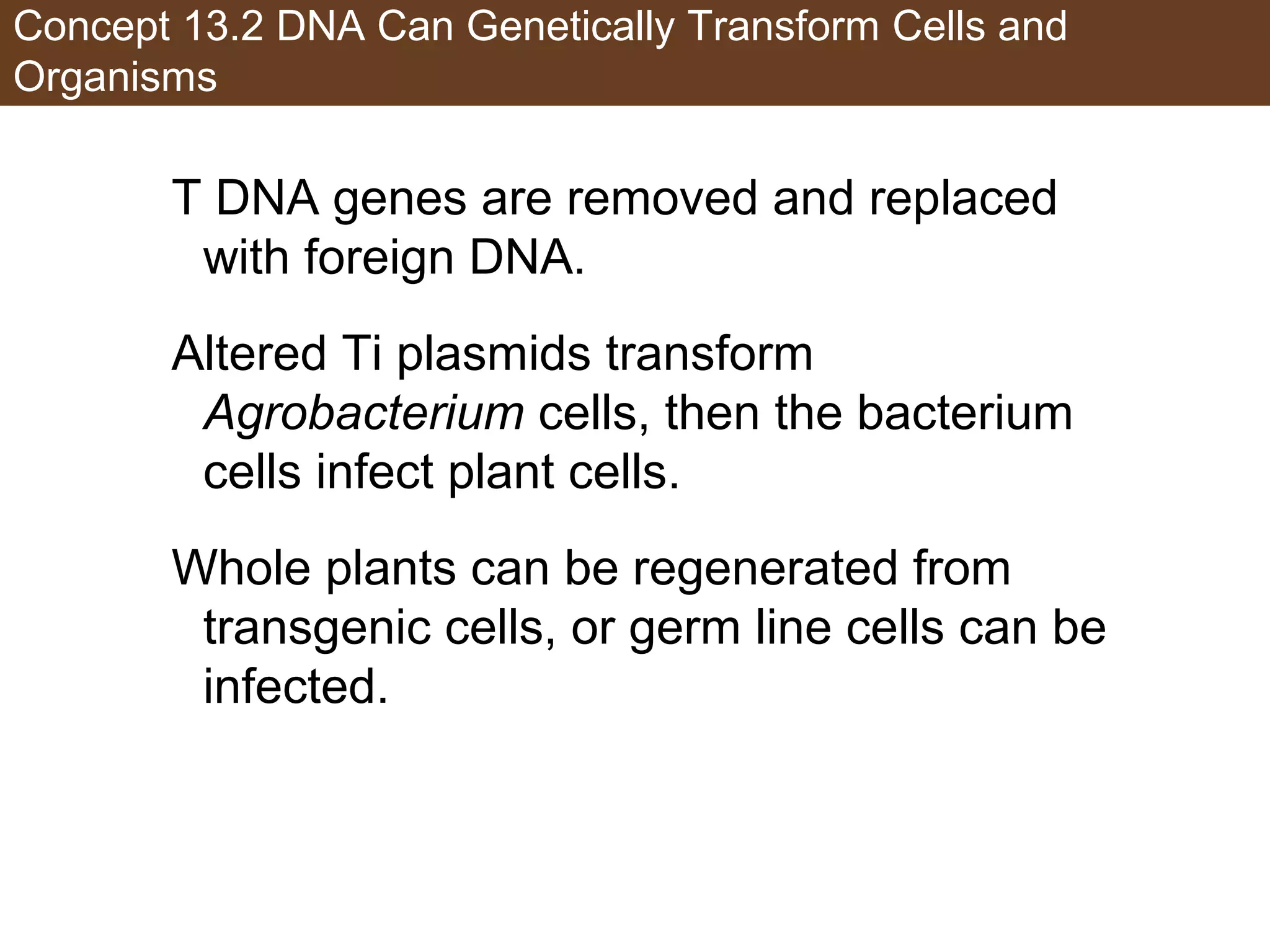 Concept 13.2 DNA Can Genetically Transform Cells and
Organisms
T DNA genes are removed and replaced
with foreign DNA.
Altered Ti plasmids transform
Agrobacterium cells, then the bacterium
cells infect plant cells.
Whole plants can be regenerated from
transgenic cells, or germ line cells can be
infected.
 
