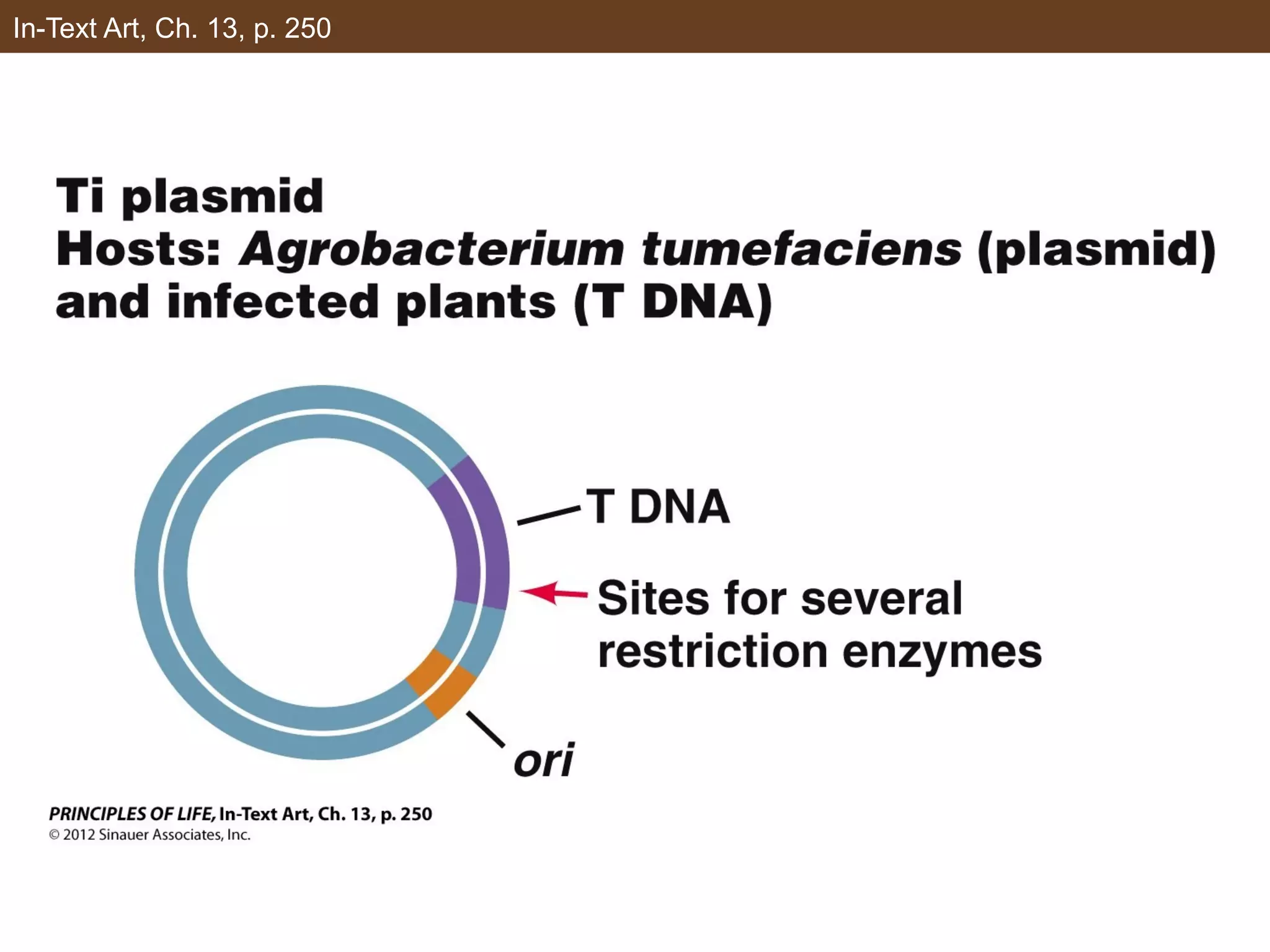 In-Text Art, Ch. 13, p. 250
 