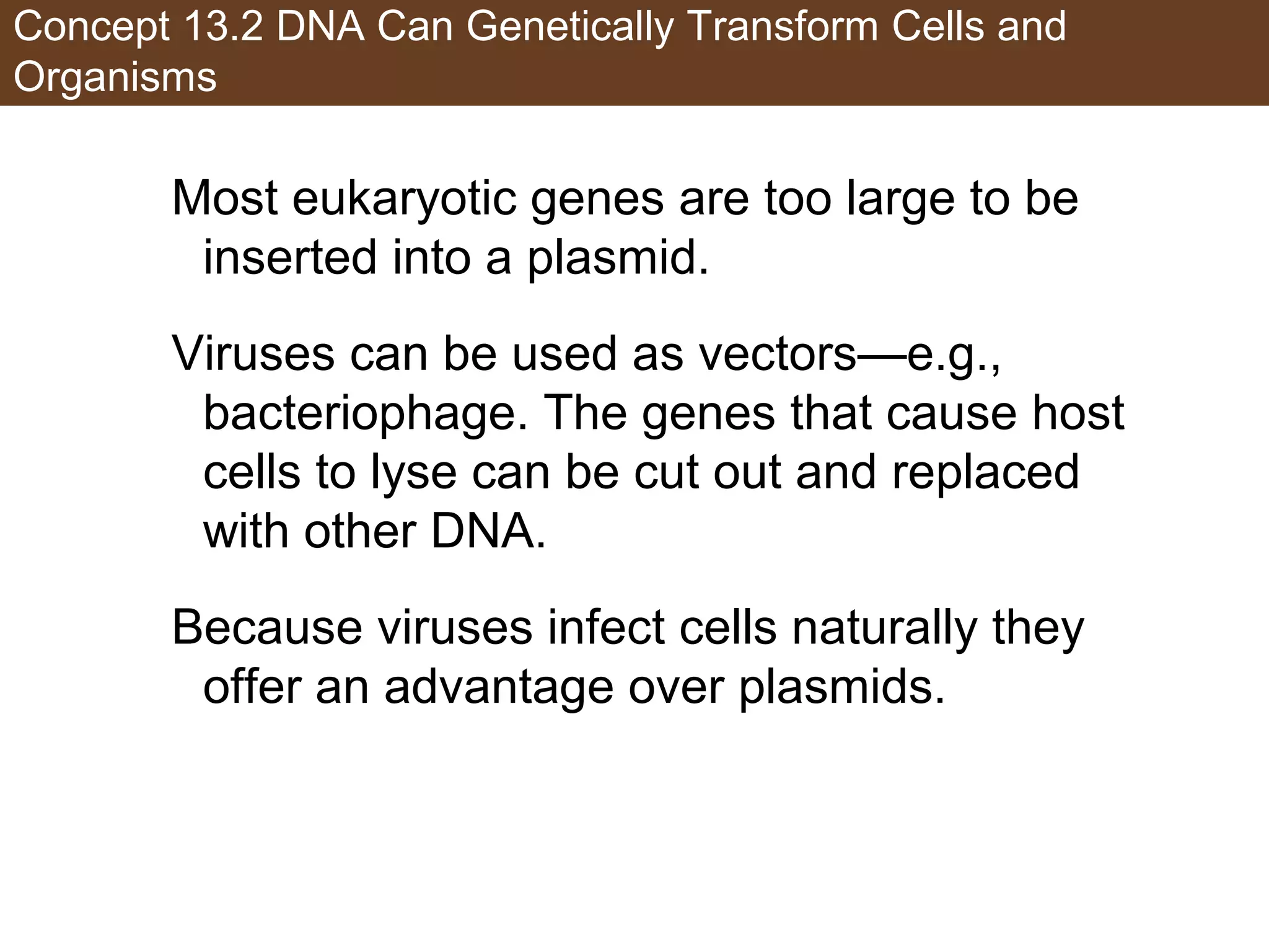 Concept 13.2 DNA Can Genetically Transform Cells and
Organisms
Most eukaryotic genes are too large to be
inserted into a plasmid.
Viruses can be used as vectors—e.g.,
bacteriophage. The genes that cause host
cells to lyse can be cut out and replaced
with other DNA.
Because viruses infect cells naturally they
offer an advantage over plasmids.
 