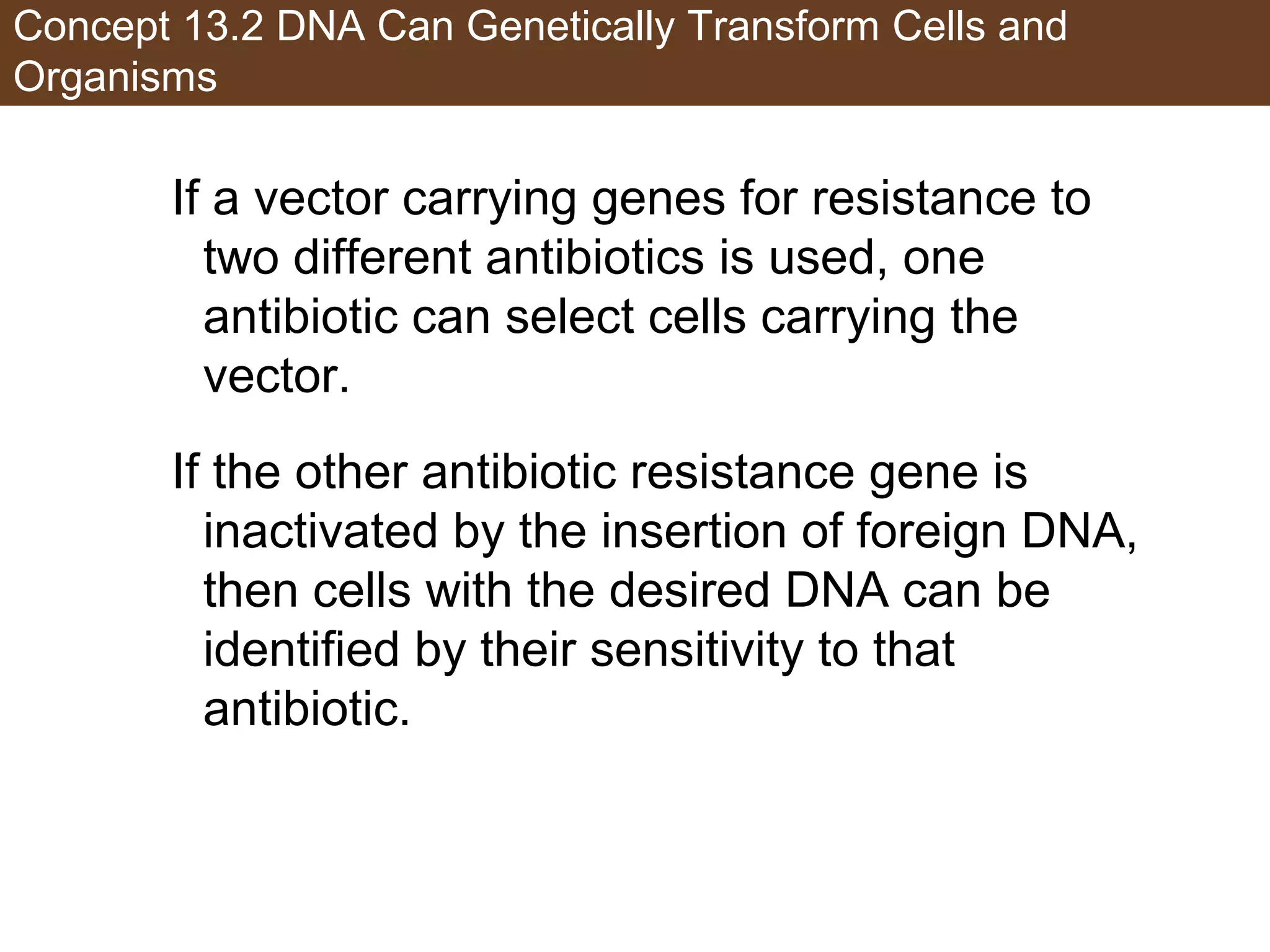 Concept 13.2 DNA Can Genetically Transform Cells and
Organisms
If a vector carrying genes for resistance to
two different antibiotics is used, one
antibiotic can select cells carrying the
vector.
If the other antibiotic resistance gene is
inactivated by the insertion of foreign DNA,
then cells with the desired DNA can be
identified by their sensitivity to that
antibiotic.
 