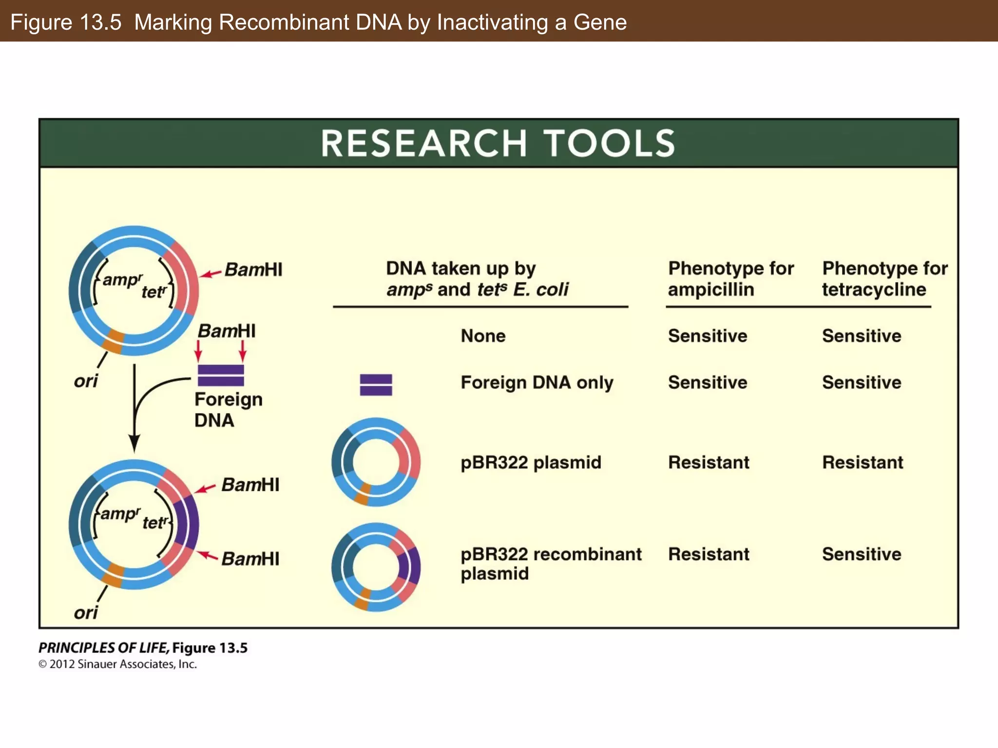 Figure 13.5 Marking Recombinant DNA by Inactivating a Gene
 