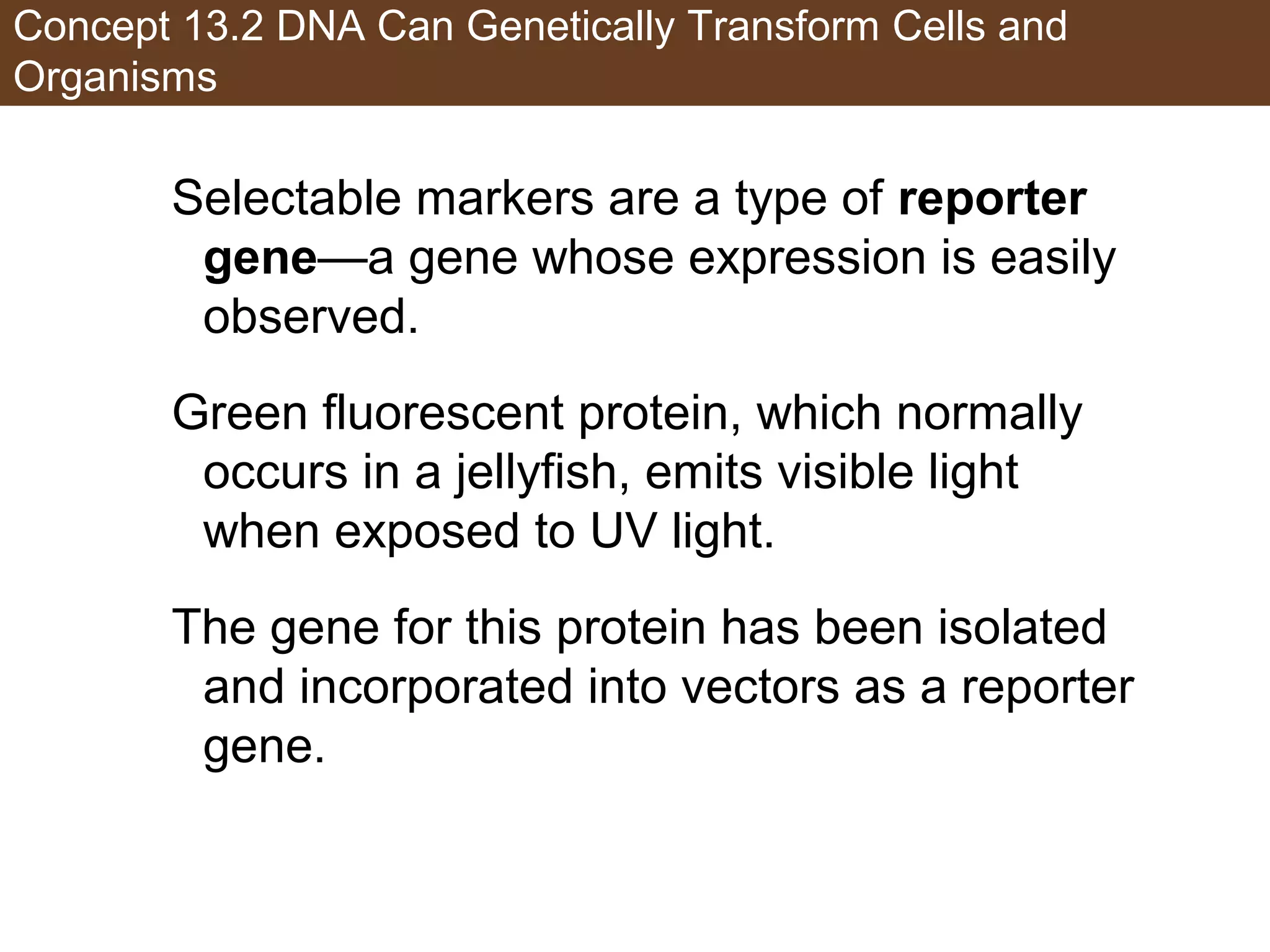 Concept 13.2 DNA Can Genetically Transform Cells and
Organisms
Selectable markers are a type of reporter
gene—a gene whose expression is easily
observed.
Green fluorescent protein, which normally
occurs in a jellyfish, emits visible light
when exposed to UV light.
The gene for this protein has been isolated
and incorporated into vectors as a reporter
gene.
 
