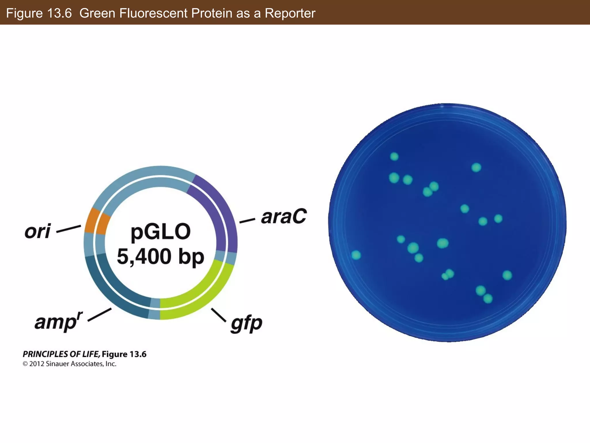 Figure 13.6 Green Fluorescent Protein as a Reporter
 