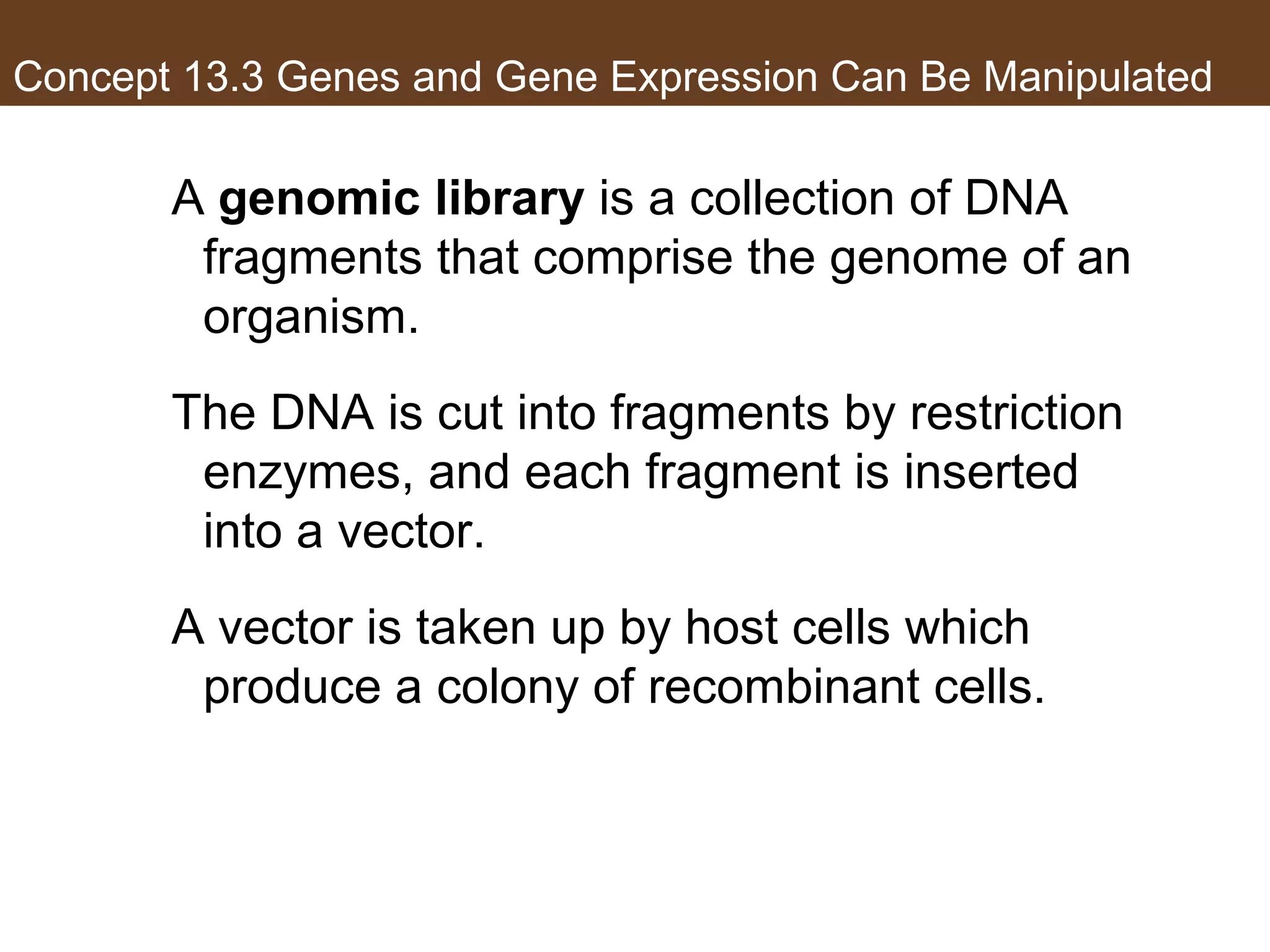Concept 13.3 Genes and Gene Expression Can Be Manipulated
A genomic library is a collection of DNA
fragments that comprise the genome of an
organism.
The DNA is cut into fragments by restriction
enzymes, and each fragment is inserted
into a vector.
A vector is taken up by host cells which
produce a colony of recombinant cells.
 